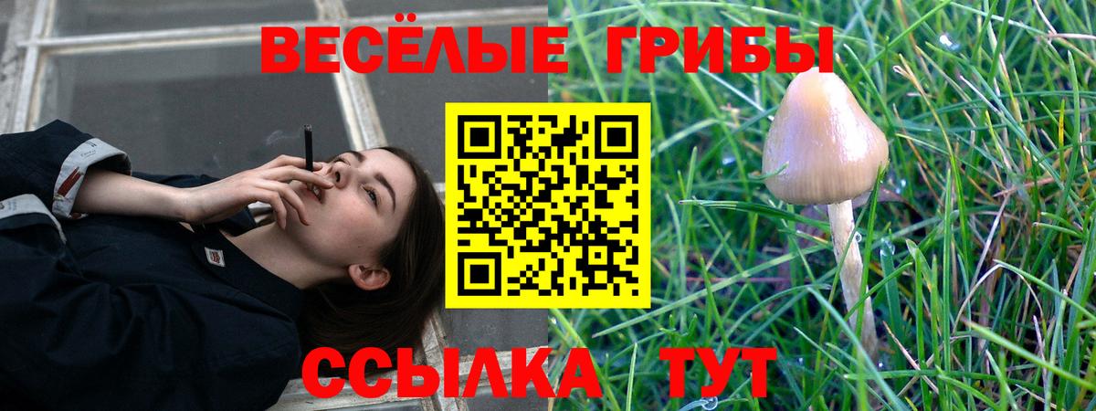 Камышлов  Галлюциногенные грибы Cubensis  Вход с VPN  Галлюциногенные грибы прущие грибы 